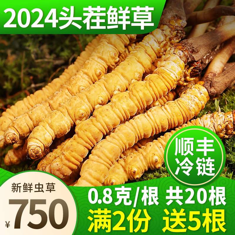 2024新鲜冬虫夏草官方旗舰店0.8克/根头期正品鲜虫草礼盒装