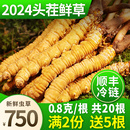 根头期正品 2024新鲜冬虫夏草官方旗舰店0.8克 鲜虫草礼盒装