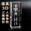 水晶3D内雕人体骨骼模型摆件大脑心脏展示标本医学生纪念礼品