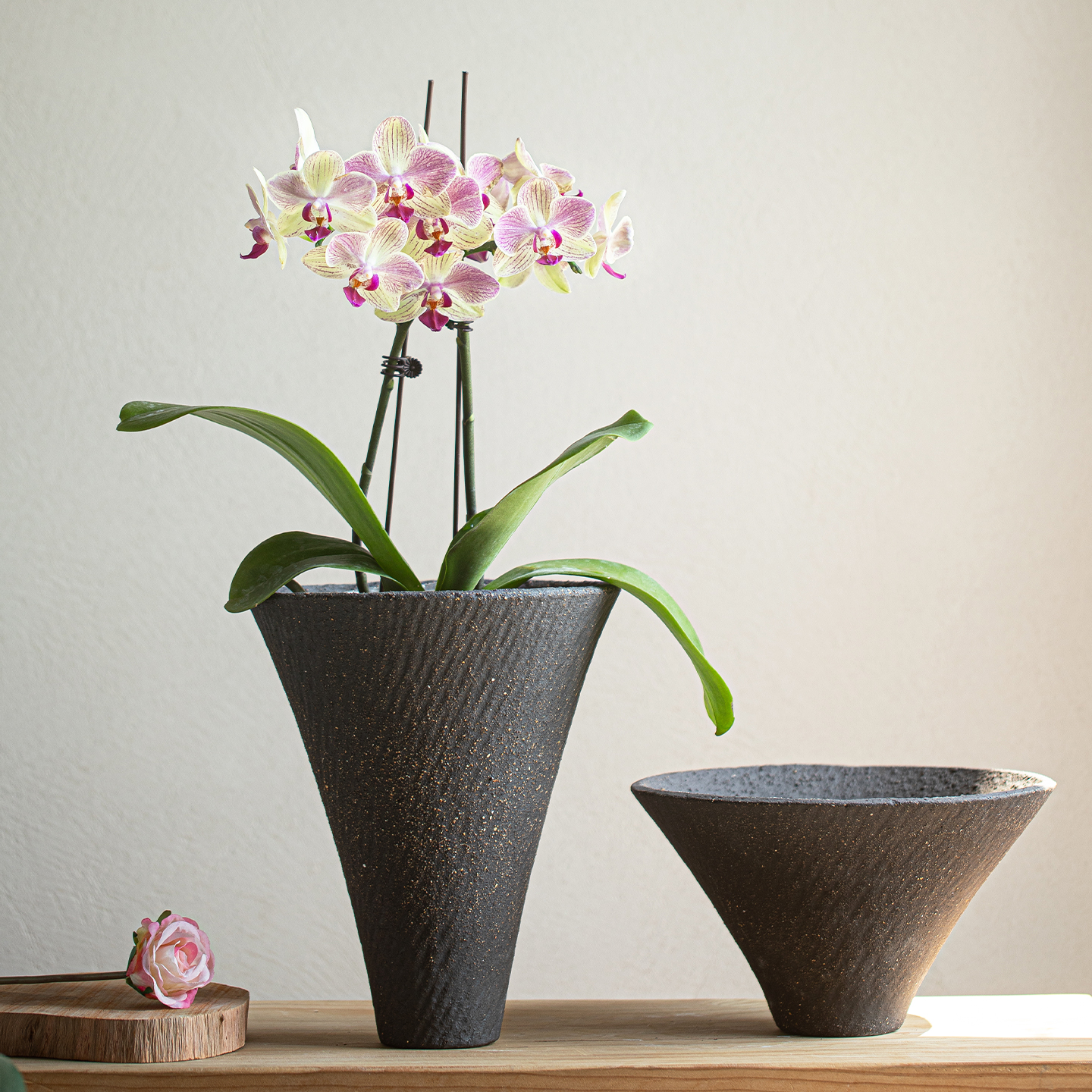 高级感客厅蝴蝶兰阳台绿植专用盆