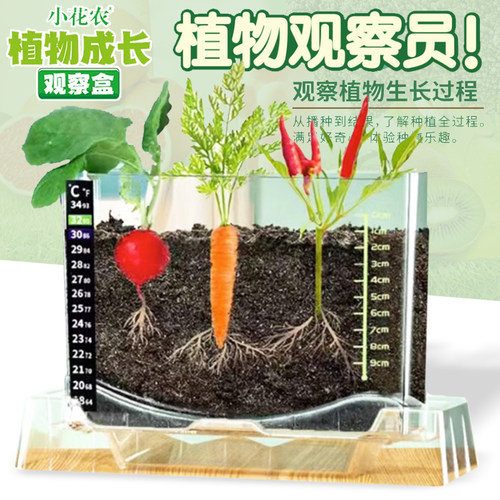 发芽小盆栽植物成长观察盒小花农