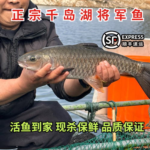千岛湖将军鱼军鱼光倒刺鲃活鱼