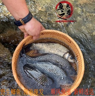 正宗千岛湖淡水鲫鱼鲜活现捕现发孕妇下奶神奇活鱼现杀顺丰快递