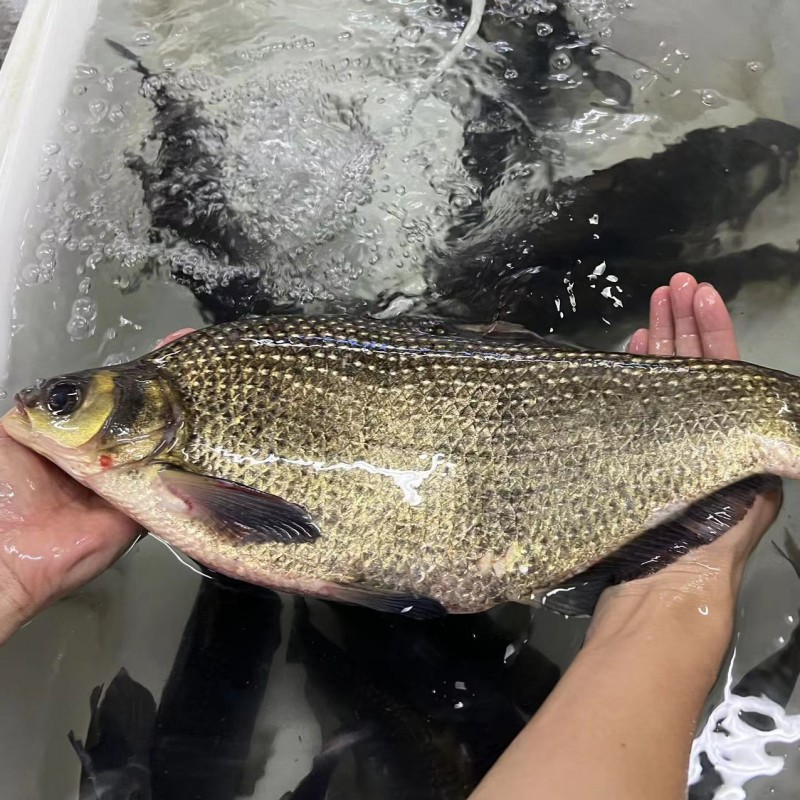 正宗千岛湖鳊鱼有机淡水鳊鱼新鲜鱼 鲜活扁鱼鲜水产活鱼现杀快递 水产肉类/新鲜蔬果/熟食 淡水鱼类 原图主图