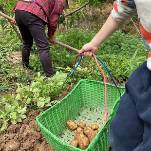 千岛湖高山海拔700米有机种植果蔬小土豆新鲜农家自种土豆5斤起拍