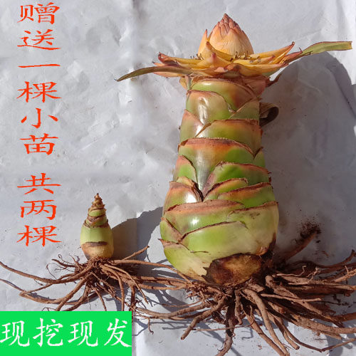 云南特产 地涌金莲 金莲花苗 金连荷花 包活 绿植 盆栽 花卉 花苗