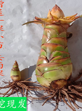 云南特产 地涌金莲 金莲花苗 金连荷花 包活 绿植 盆栽 花卉 花苗