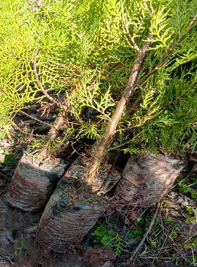 云南柏树苗柏树树苗侧柏扁柏造林绿化包活现挖现发营养袋带土发货