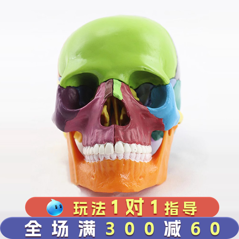 美迪卡人体模型3d头骨模型可拆卸心脏大脑内脏解剖仿真玩具教具