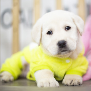 萌宠到家纯种新款拉布拉多幼犬寻回猎犬中大型犬短毛活体宠物狗狗