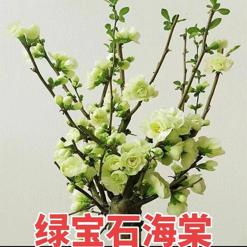 海棠室内庭院好看耐寒耐热