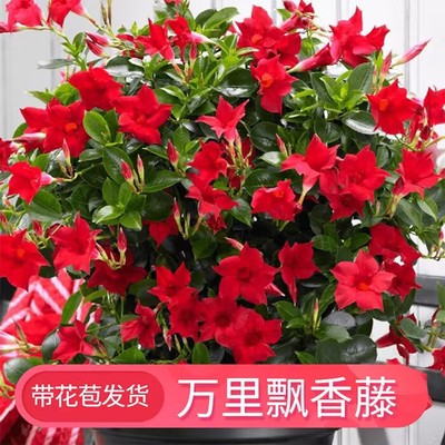 飘香藤阳台庭院美观四季开花