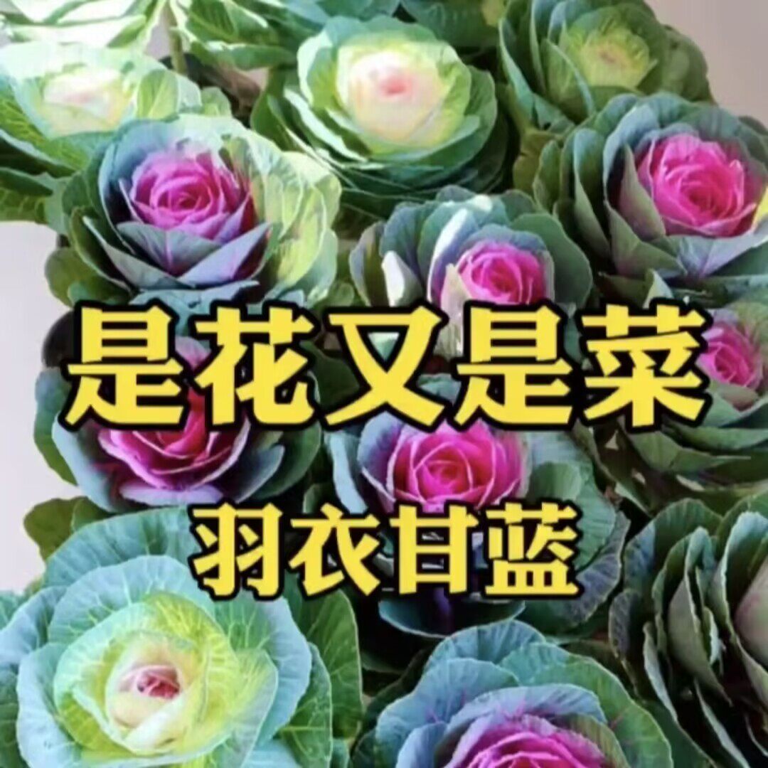 羽衣甘蓝庭院耐寒观赏食用