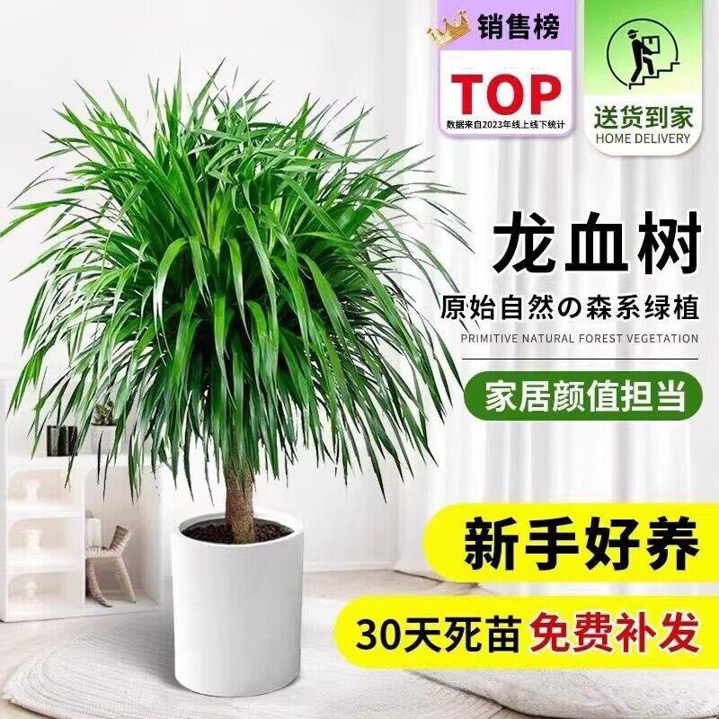 龙须树龙须铁龙血树室内客厅大型盆栽绿植花卉懒人龙须树