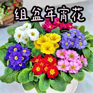 玫瑰香味报春花盆栽带花四季开花花苗报春花重瓣室内耐寒年宵花卉