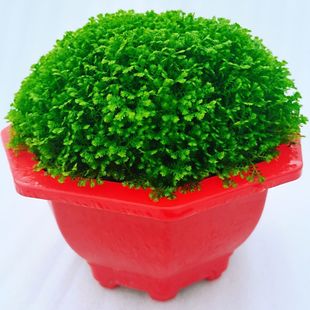 绿地球桌面绿植绿地珊瑚厥常绿蕨类植物翠云草绿地球水培盆栽植物