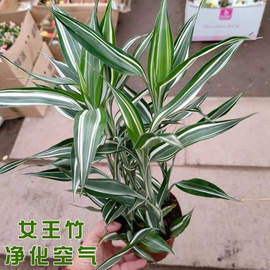 花叶女王富贵竹水培净化空气