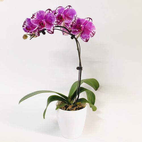 蝴蝶兰带花带花苞客厅兰花四季