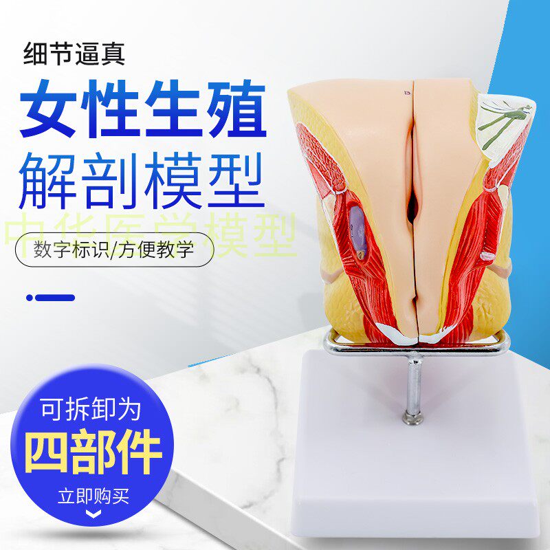正品女性内外生殖器官模型 子宫卵巢生殖结构 生殖器层次解剖模型