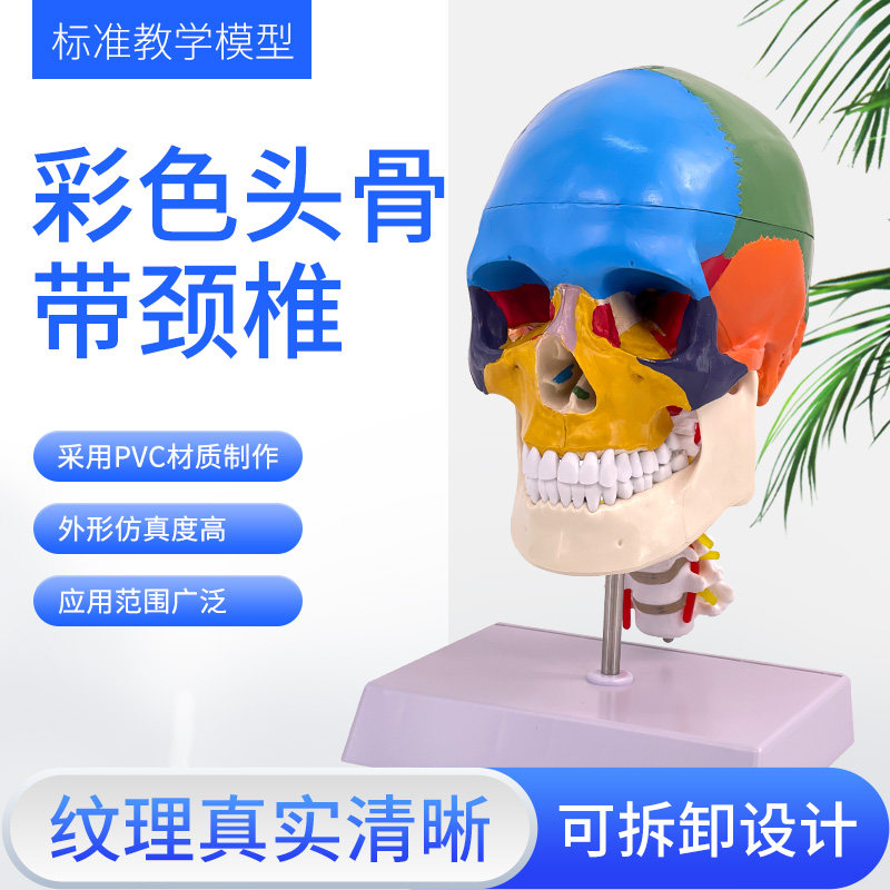 蓝蝶模型骷髅头人体骨骼教学