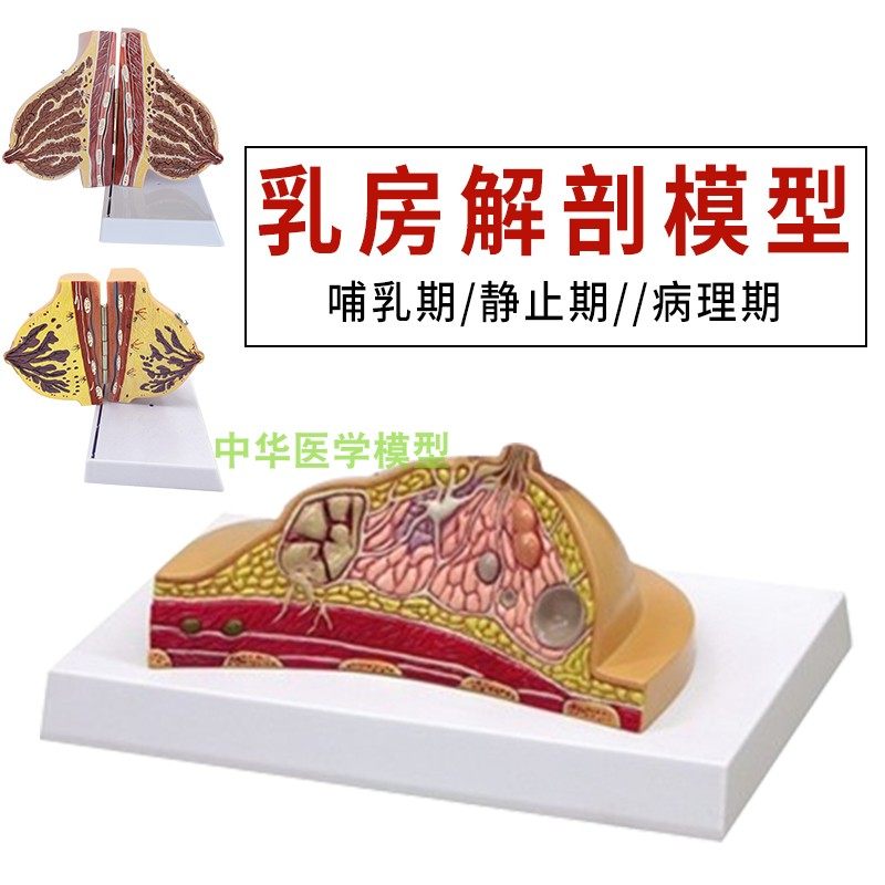 蓝蝶乳房解剖模型教学胸部结构