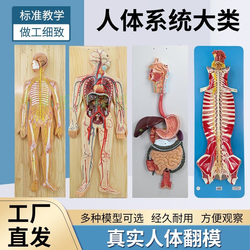 蓝蝶模型人体神经系统医学教具