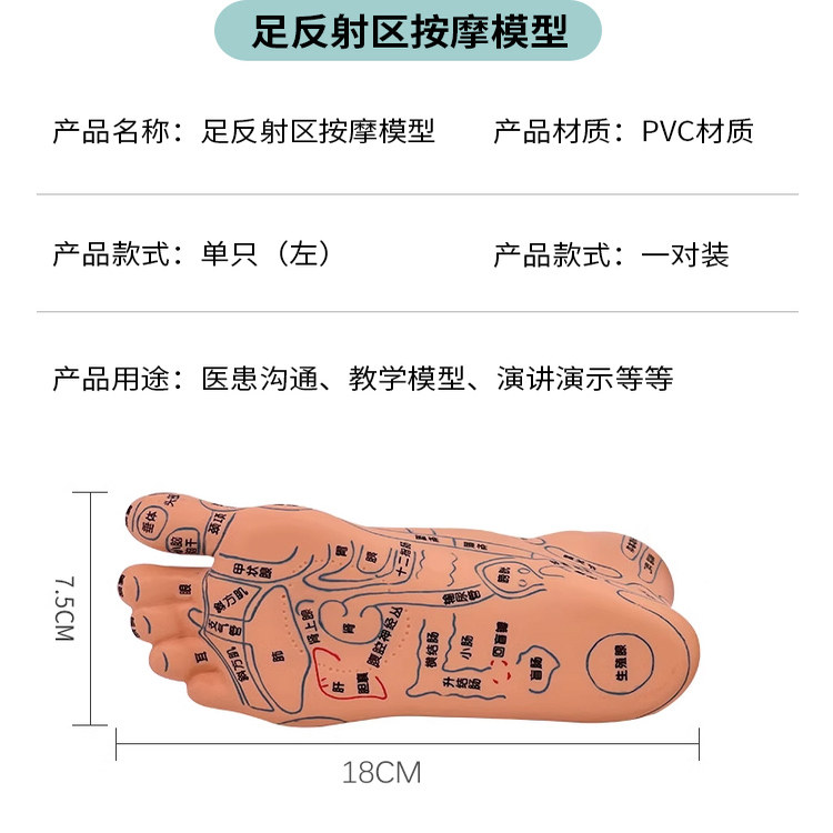 蓝蝶模型经络通足模足部反射区