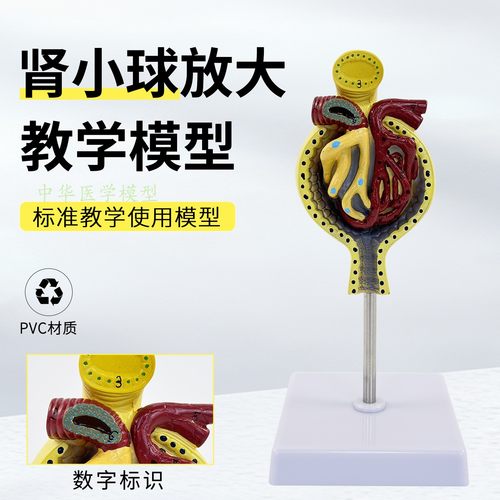 蓝蝶模型肾小球肾脏解剖放大