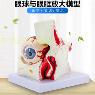 人体眼球眼眶解剖结构放大模型3倍 医学眼球 眼部肌肉 眼科学教具
