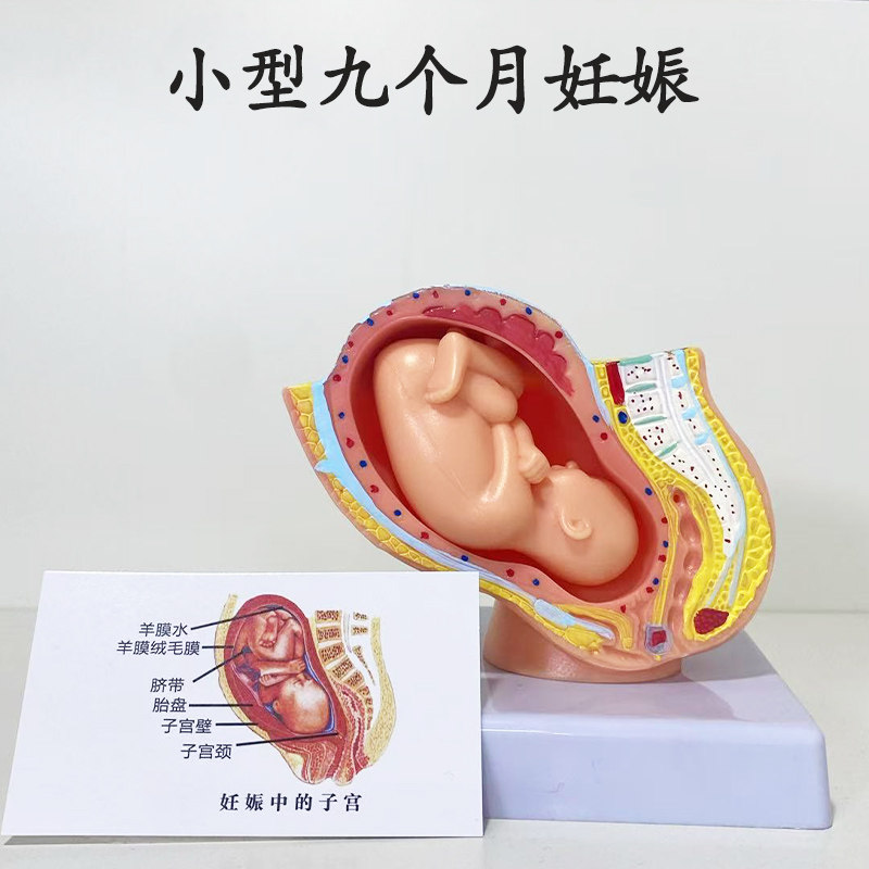 蓝蝶模型女性盆腔附足月胎儿教具