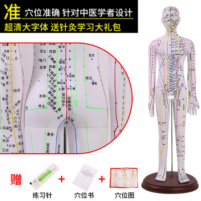 52cm62cm中医针灸穴位人体模型十二经络图全白人体穴位模型人