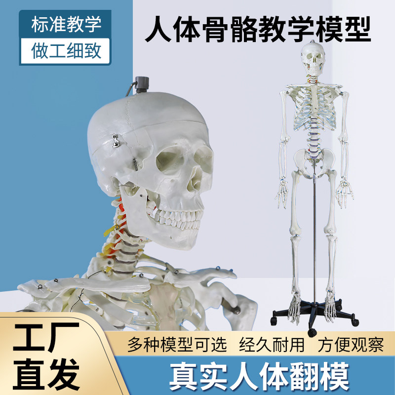 170cm人体骨骼模型一比教学