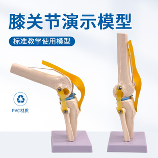 膝关节模型附韧带人体骨骼教学练C习医用功能展示肩颈脊椎骨架骨