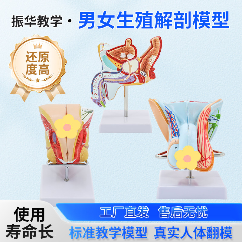 振华教学模型男性生殖器泌尿系统