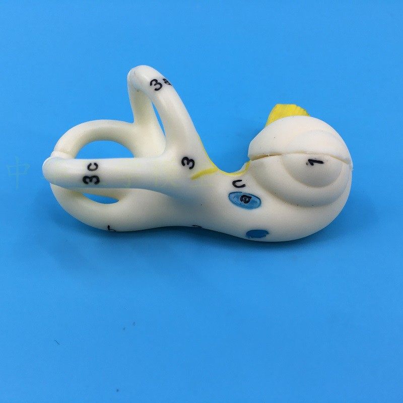 人体耳朵半规解剖耳蜗中华