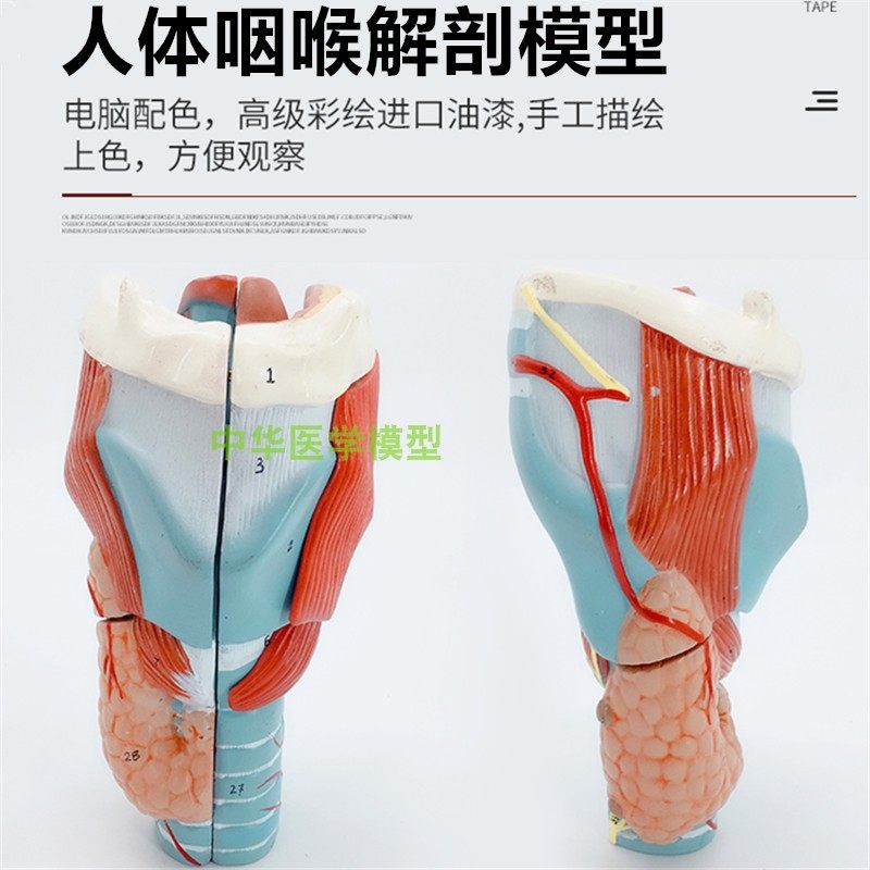 自然大喉头甲状腺解剖模型