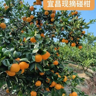 湖北宜昌清江椪柑蜜橘橘子新鲜蜜桔当季水果桔子柑橘橙子孕妇水果