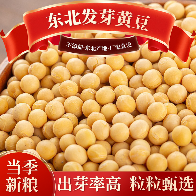 2025新货东北发芽用黄豆农家自产直销生豆芽打豆浆中粒大豆真空装