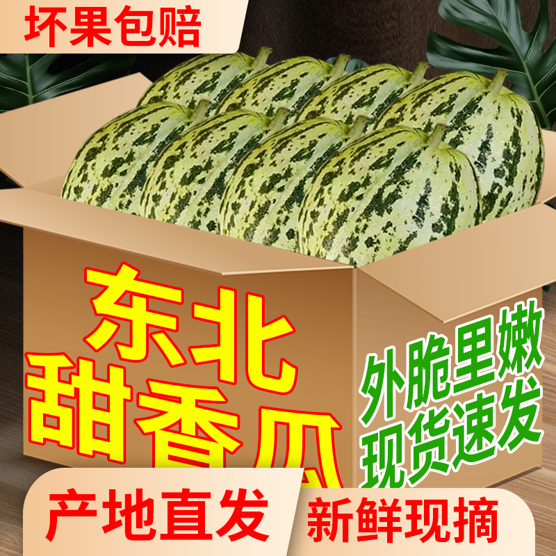 东北香瓜当天新鲜现摘吉林农家香脆甜坏瓜包赔大地八里香陆地甜瓜