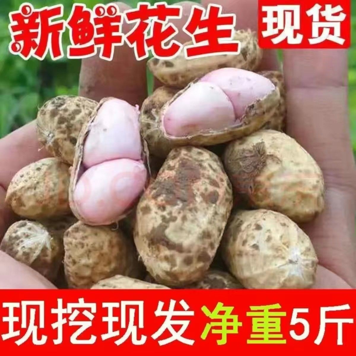 25年现挖湿新鲜花生现发带壳发货水煮花生农家自种花生饱满