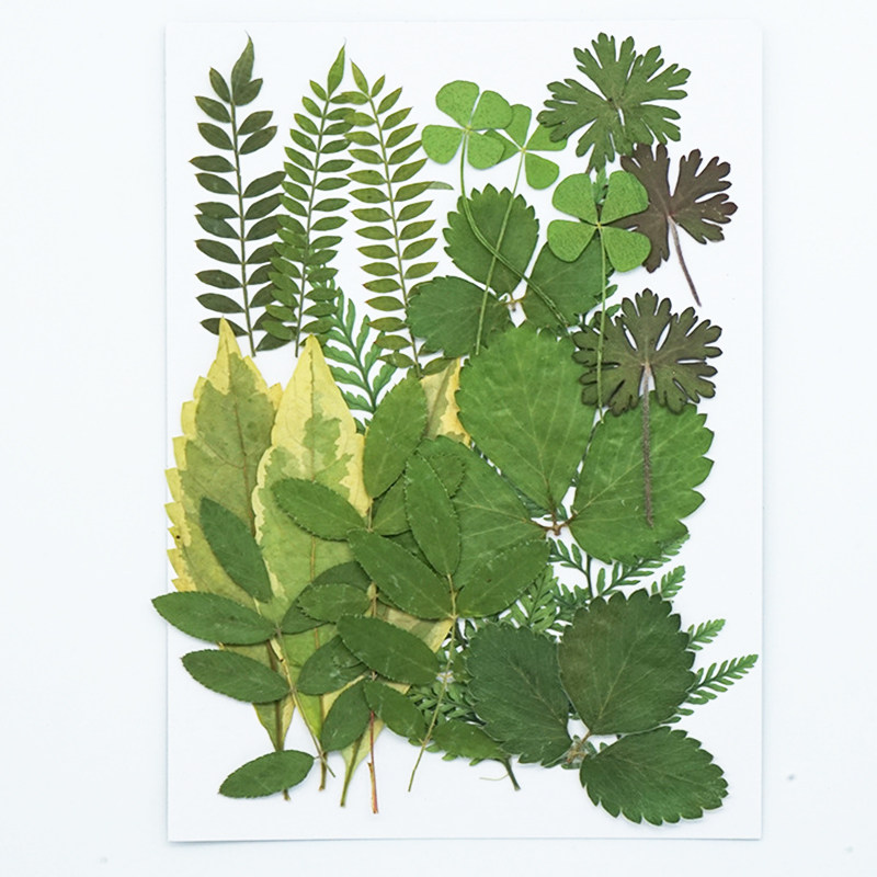 现代简约植物干花压花材料包 押花手工diy书签滴胶手机壳标本相框,家居饰品,相框/画框,淘宝优惠券,粉丝福利购,淘宝优惠卷