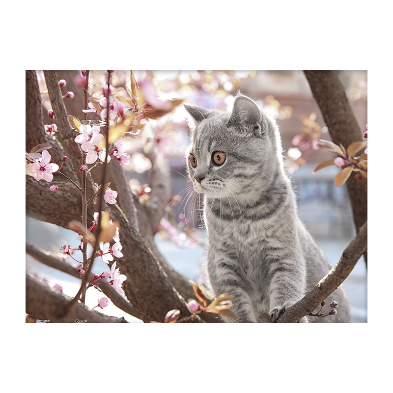 3djp简单入门猫咪拼图300片