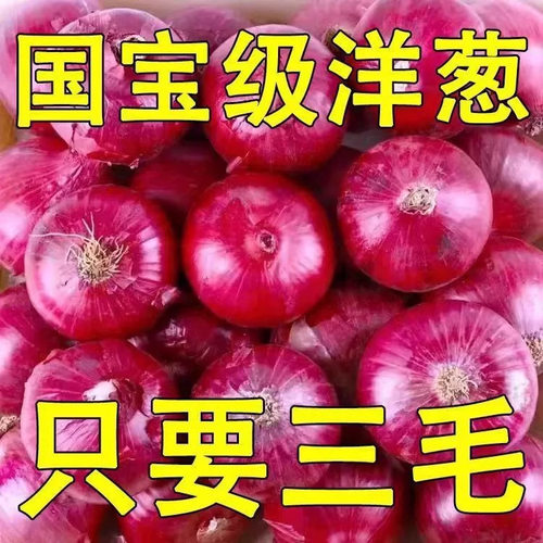 云南紫皮水果大洋葱9斤新鲜小洋葱甜味生吃蔬菜不辣红皮大圆葱头