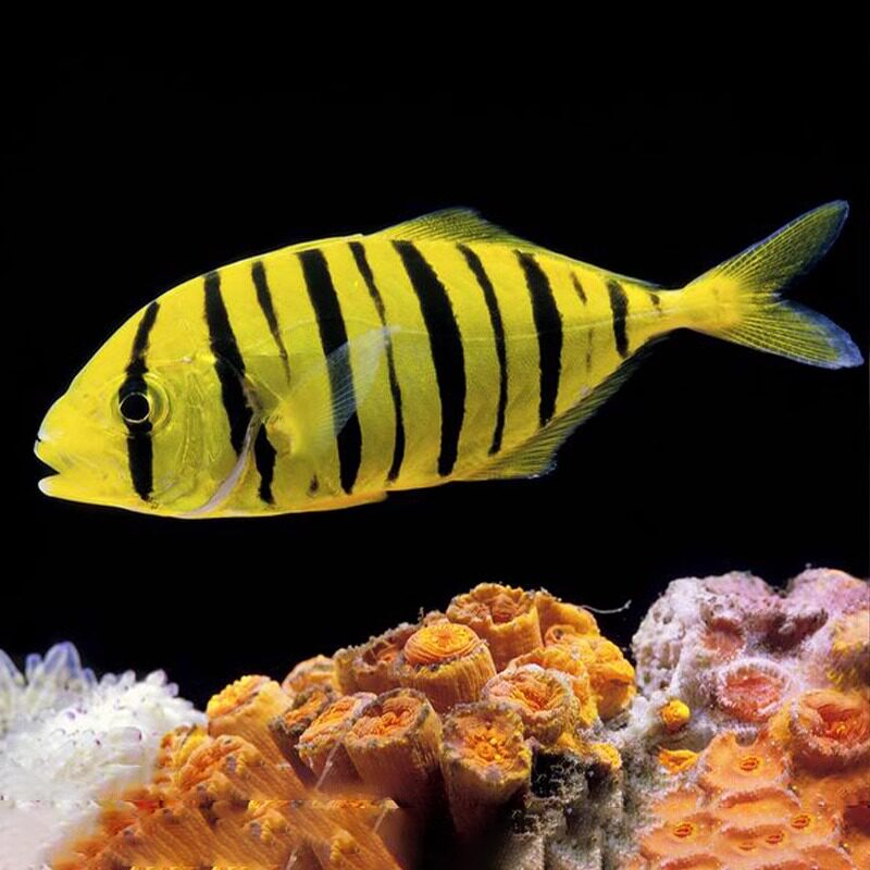 黄金鲹人工黄金参海水鱼海水观赏鱼水族宠物海鱼群游生物活体顺丰