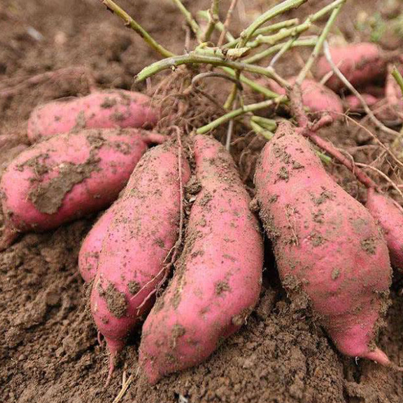 新鲜红署蔬菜包邮农家菜包邮特产红心番薯白心板栗红薯5斤小香薯
