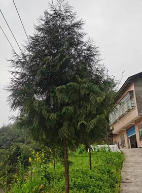 圣诞节装饰品侧柏叶熏香肠柏树枝