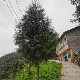 新鲜侧柏叶圣诞节装饰专用现砍圣诞树丫枝条熏香肠腊肉中大柏树枝