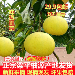 梁平柚子新鲜水果重庆特产孕妇当季12斤农家梁山柚30斤40斤白心柚