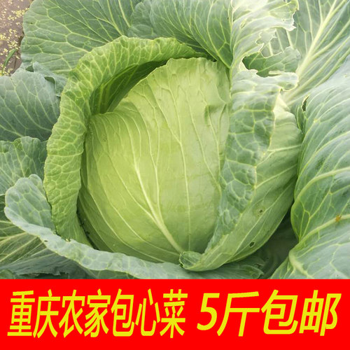 包心菜新鲜5斤包邮绿当季时令