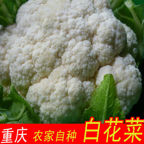 新鲜当季蔬菜重庆西兰花